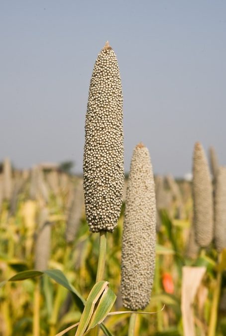 Large study shows regular millet consumption can combat anemia