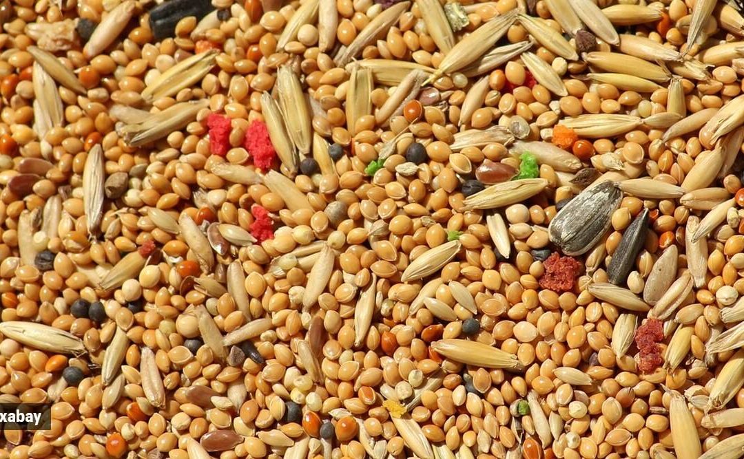 2022-23 announced as ‘International Year of Millets’; know more about the ‘superfoods of the future’