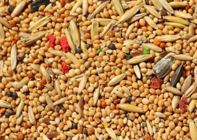 2022-23 announced as ‘International Year of Millets’; know more about the ‘superfoods of the future’