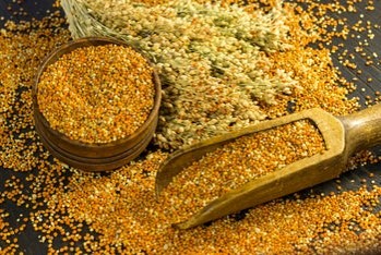 Discovery of Millet in Bronze Age Mesopotamia Changes Understanding of Early Farming