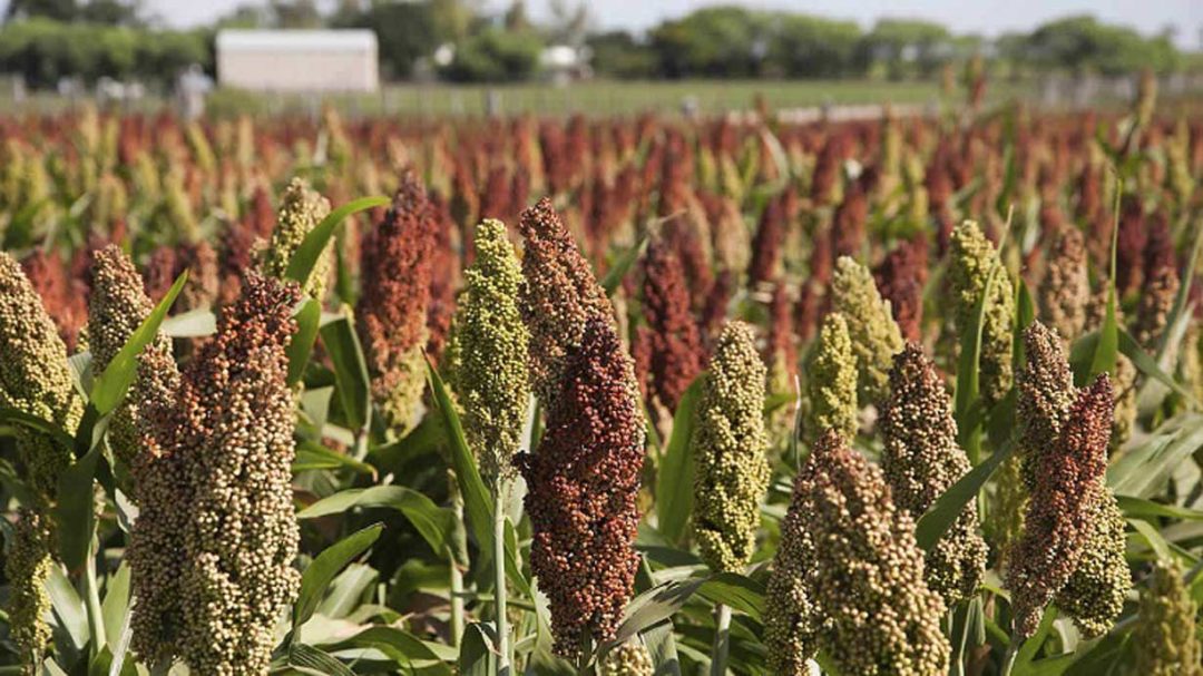 Herbal combo boosts immunity, red blood cells