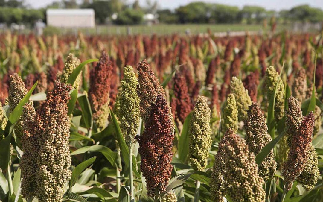 Herbal combo boosts immunity, red blood cells