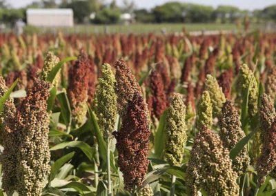 Herbal combo boosts immunity, red blood cells