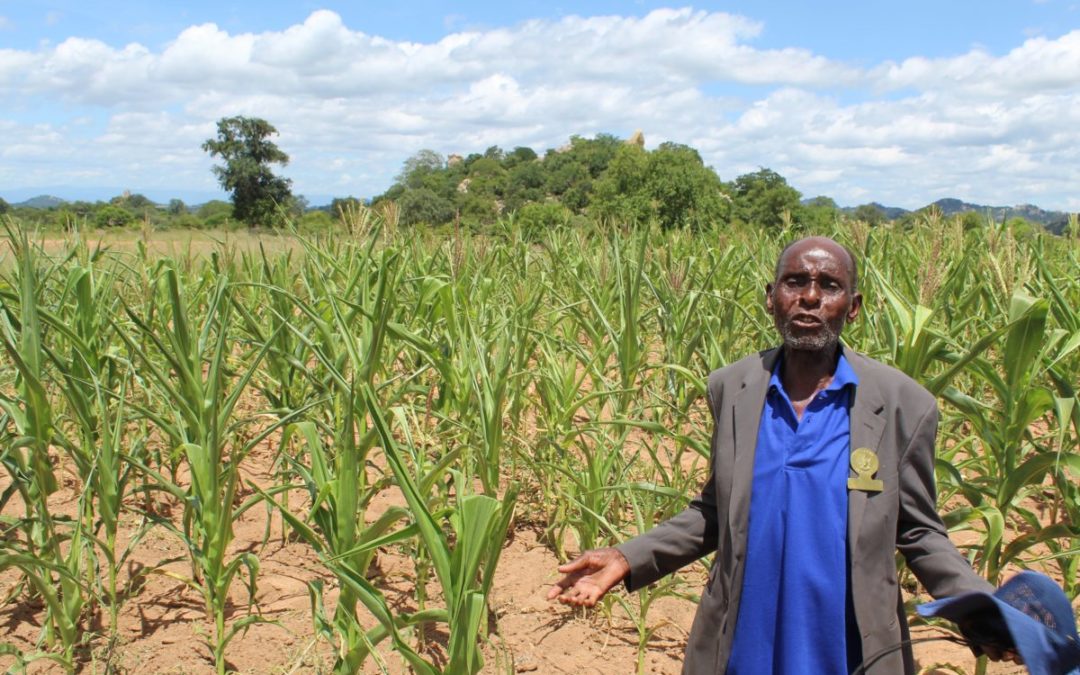 Farmers rediscover benefits of traditional small grains in Zimbabwe