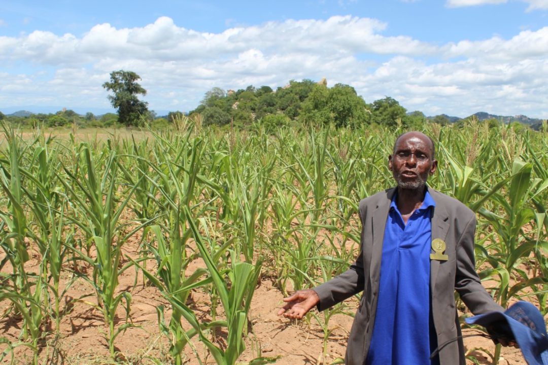 Farmers rediscover benefits of traditional small grains in Zimbabwe