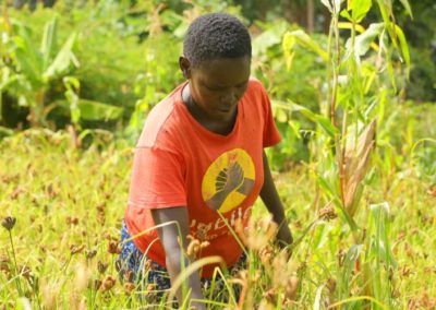 Health benefits of Millet and how to grow