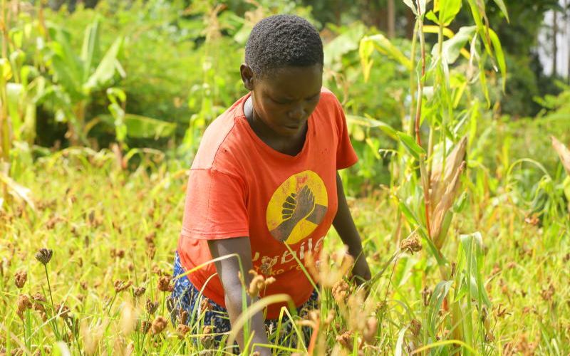 Health benefits of Millet and how to grow