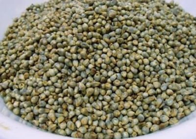 Eat raw jowar or sorghum in breakfast to prevent diabetes, heart trouble