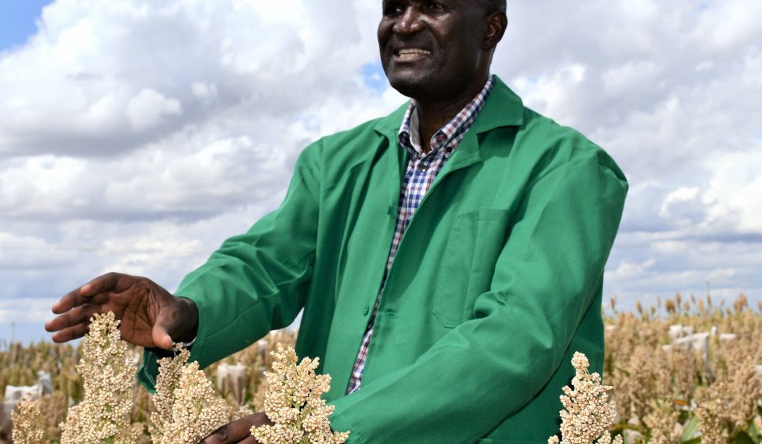 Sorghum, Pearl Millet Hybrids For Higher Yields
