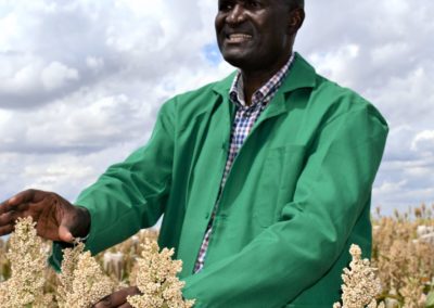 Sorghum, Pearl Millet Hybrids For Higher Yields