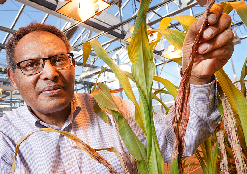 One gene closer to a sorghum Superman