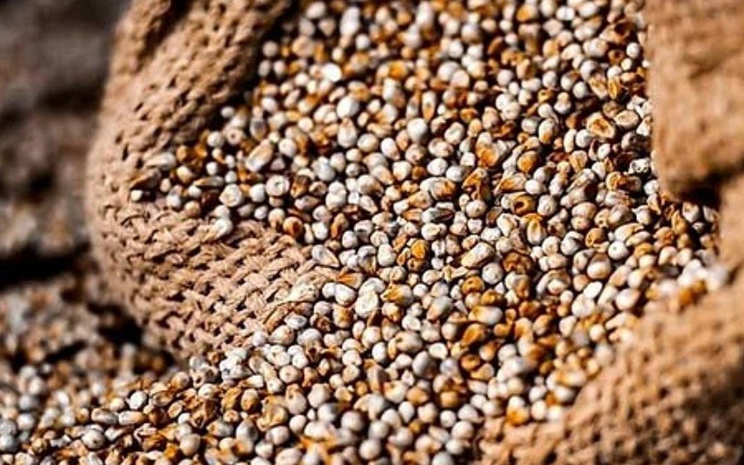 Want to boost your child’s growth? Replace rice with millets, says India-led nutrition study