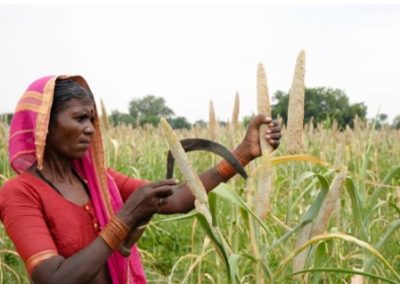 Is millet farming the future of India’s sustainable agriculture?