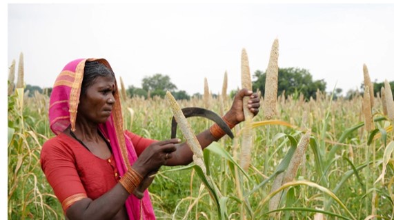 Is millet farming the future of India’s sustainable agriculture?