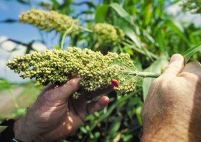 Sorghum and other drought-tolerant cereal crops can provide better nutrition and more sustainable agriculture