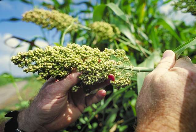 Sorghum and other drought-tolerant cereal crops can provide better nutrition and more sustainable agriculture