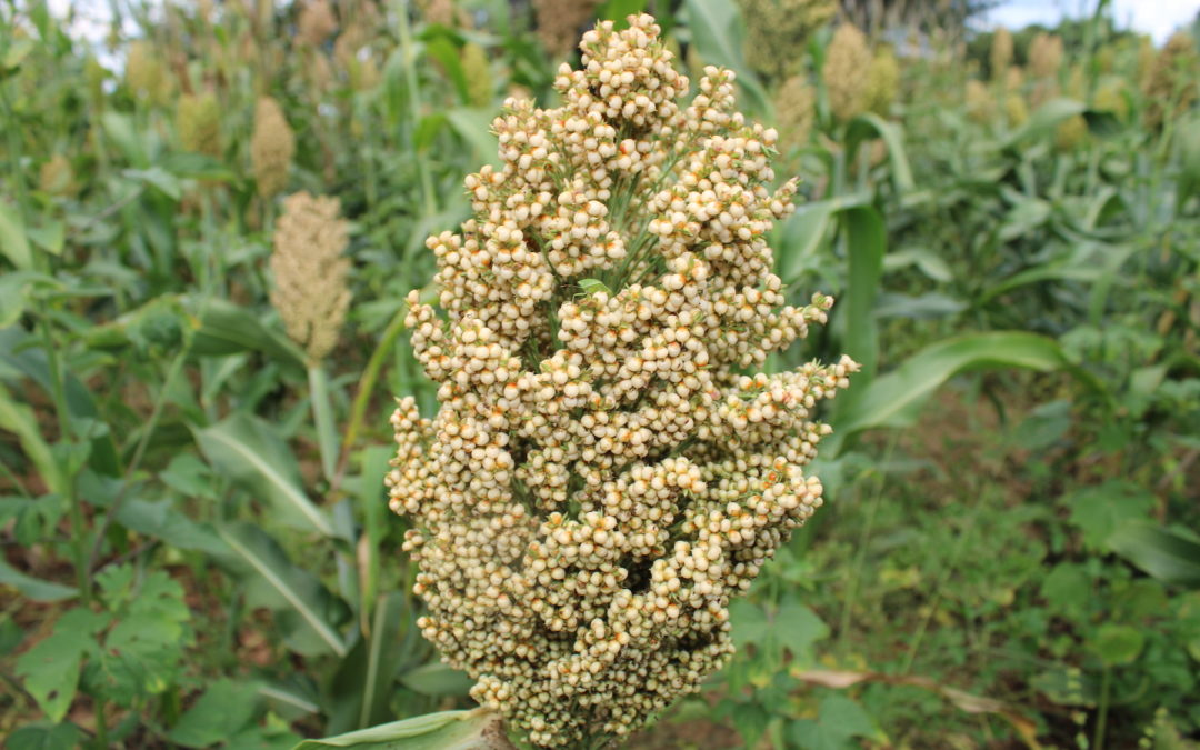 Small grains deliver big returns for African farmers facing climate change