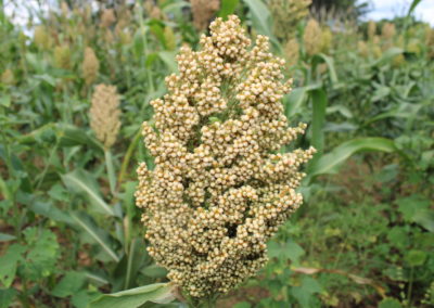 Small grains deliver big returns for African farmers facing climate change