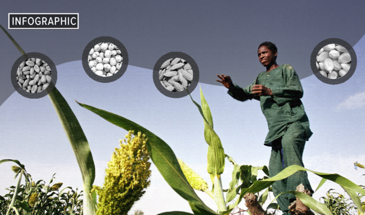 Infographics: How Africa can grow out of its dependency on imported cereals