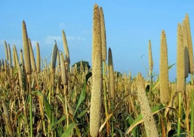 Dubbed as Poor Man’s Food, Millets can put India at the Centre Stage of the World