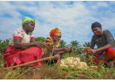 Millet and groundnut can avert the looming food and edible oil crisis in Africa