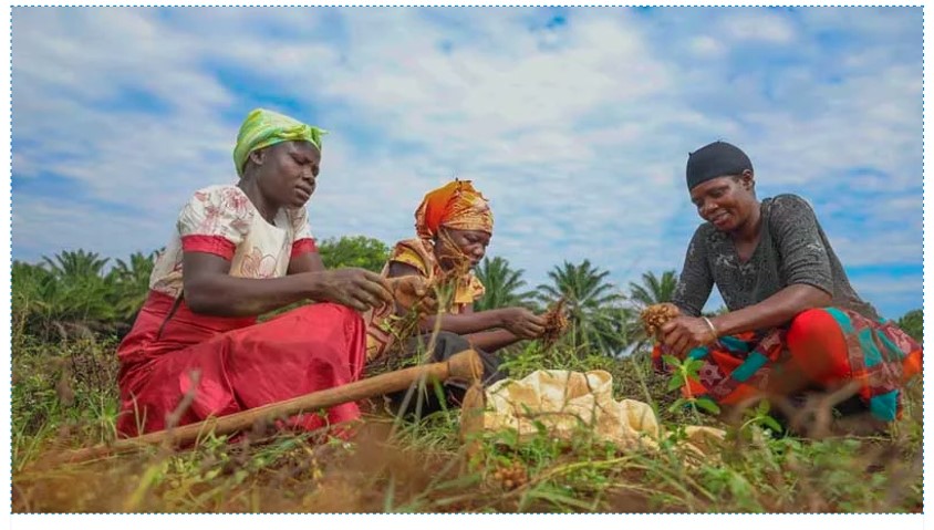 Millet and groundnut can avert the looming food and edible oil crisis in Africa