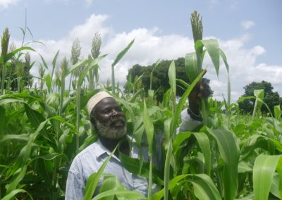 Sorghum and Millet: TAAT Empowers Farmers to increase Yields