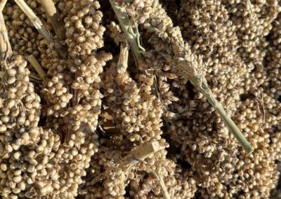 Zimbabwe food crisis: Replacing maize with sorghum and millet