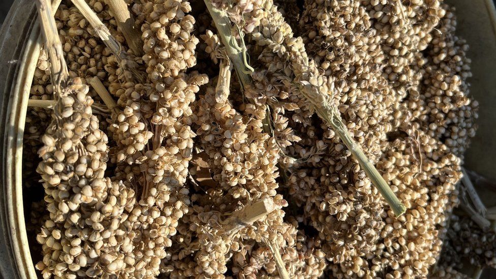 Zimbabwe food crisis: Replacing maize with sorghum and millet