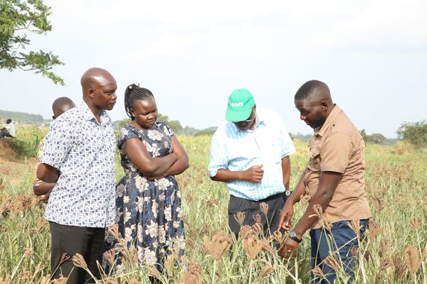 Naro tips farmers on millet, sorghum