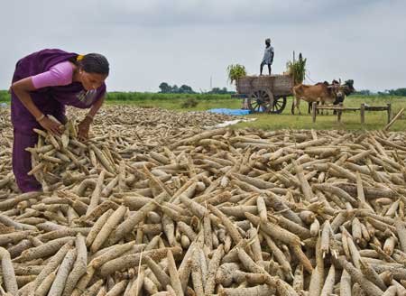 Why millets are key to addressing gluten grievances and managing Celiac disease